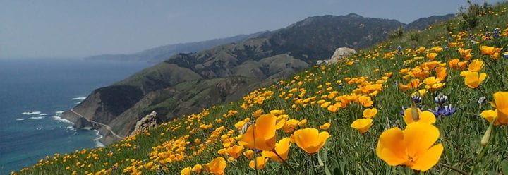 California poppies on a hillside and ocean